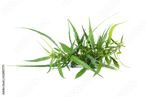 Close Up of plant of marijuana isolated on white background