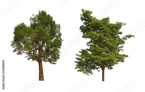 green tree isolated on white background