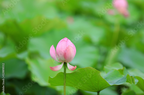 Chinese Lotus in the Park