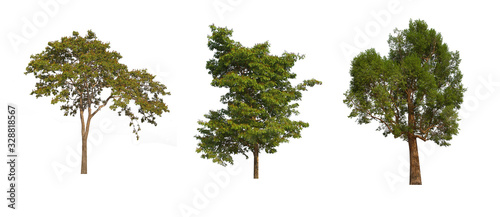 green tree isolated on white background