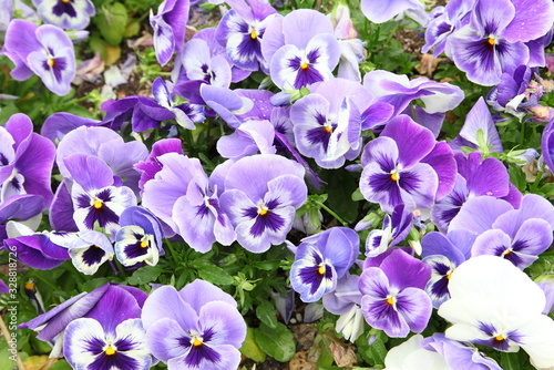 viola tricolor pansy, flowerbed photo