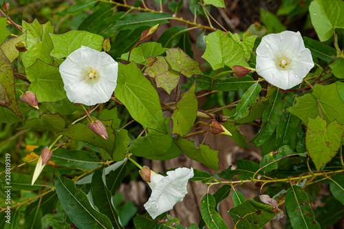 Beautiful flowers of field bindweed