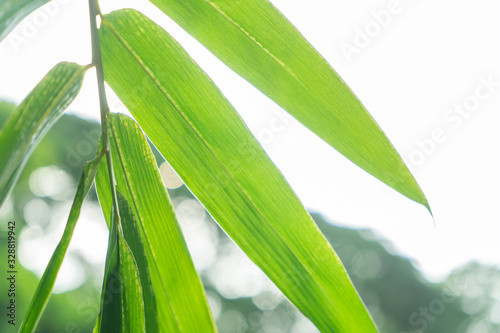Asian simple Bamboo leaf in the garden with copy space area for insert any text or quote in background.
