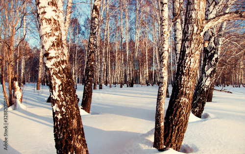 Siberian forest