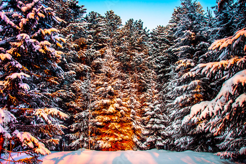 Siberian forest