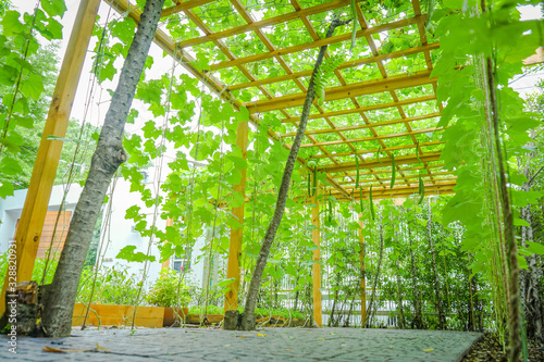 Manmade nature vines tunnel with wood battens and grid in little garden at Thailand.