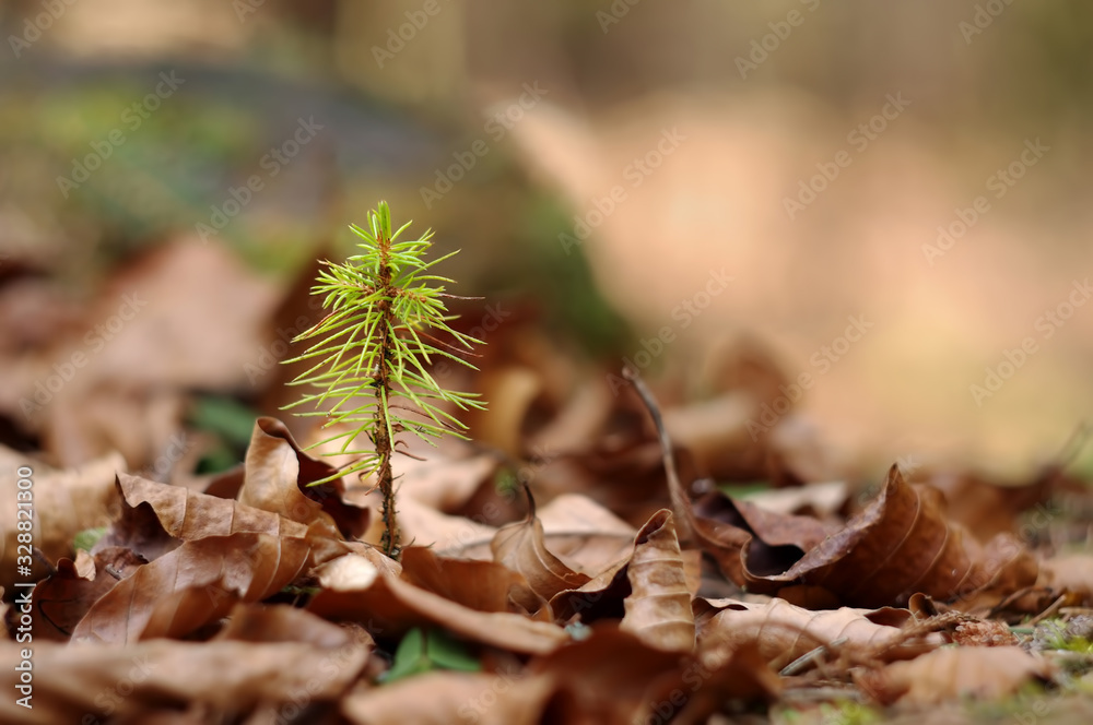 small pine tre in forest. new life concept small pine tre in forest. new life concept