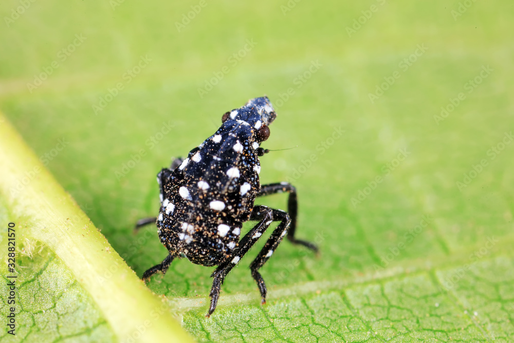 Young nymphs of lycorma delicatula, North China Young nymphs of lycorma delicatula, North China