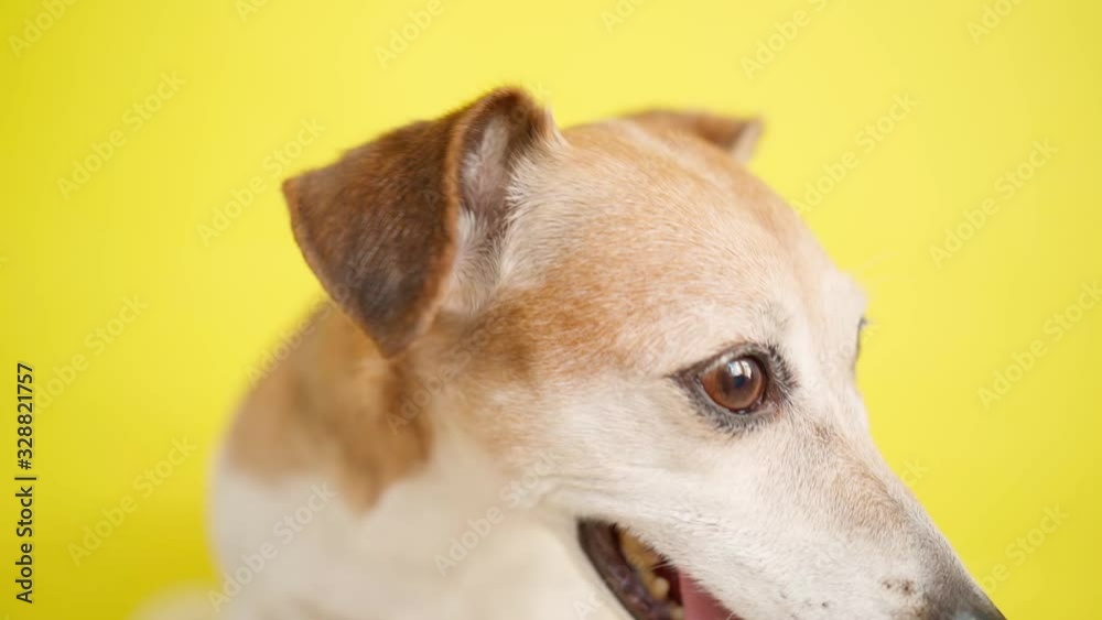 active cute dog face looking to the camera. Close up video footage portrait. Lovely dogs eyes muzzle looking with joy. Pet theme happy emotions. Jack russell terrier face active cute dog face looking to the camera. Close up video footage portrait. Lovely dogs eyes muzzle looking with joy. Pet theme happy emotions. Jack russell terrier face
