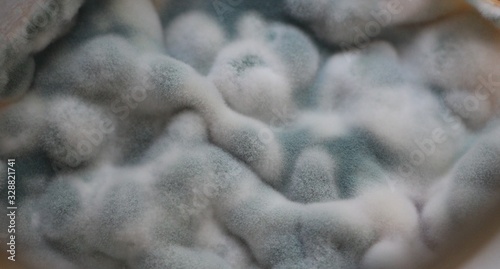 bluish mold with soft texture closeup
