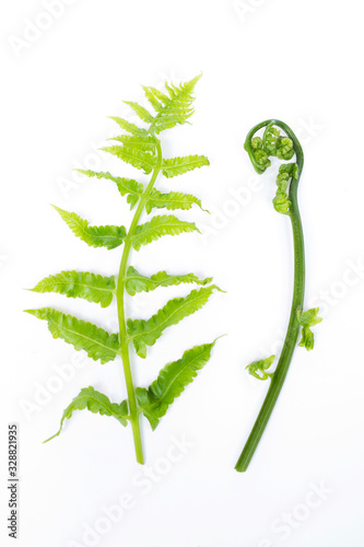 Fresh green baby leaves of Paco Fern isolated on white background. photo