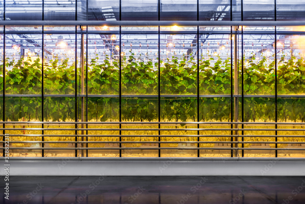 Beautiful and large-scale greenhouses. Stock Photo | Adobe Stock