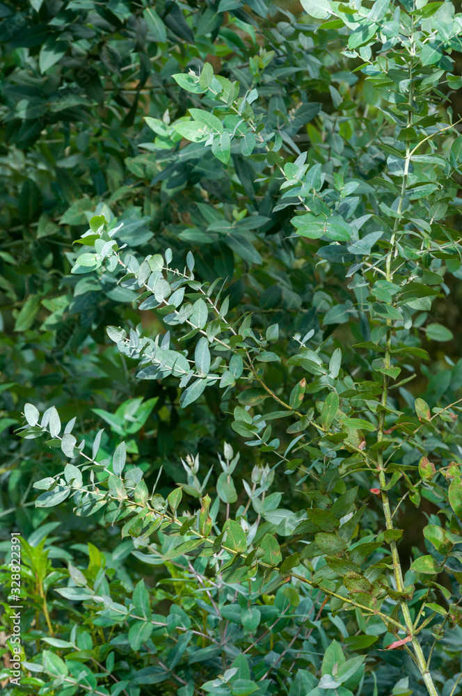 Detail of a young branch of aromatic Eucalyptus in nature Detail of a young branch of aromatic Eucalyptus in nature
