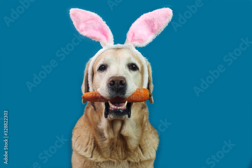 Cute labrador dog wearing Easter bunny's ears holding fresh carrot, blue background