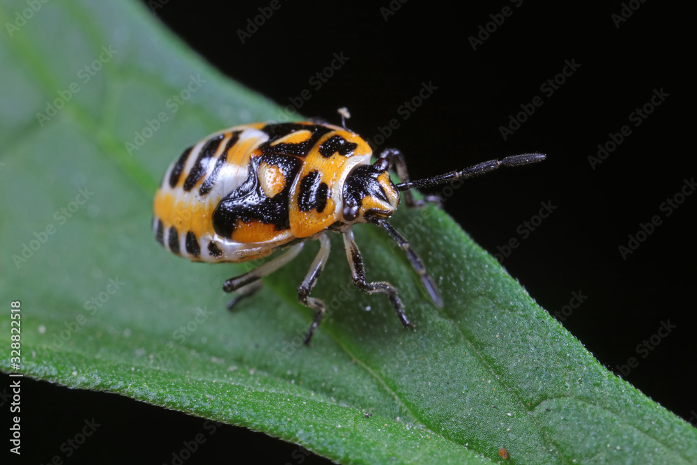 stink bug insects on plants stink bug insects on plants