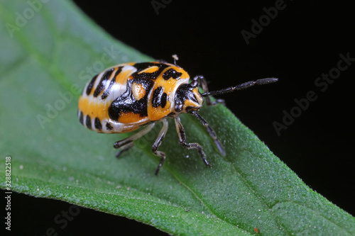 stink bug insects on plants photo