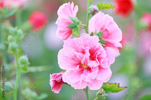 Hollyhock flower blossoms in the park, Luannan County, Hebei Province, China © junrong
