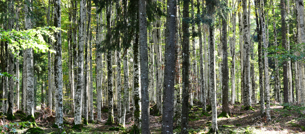summer in the forest summer in the forest