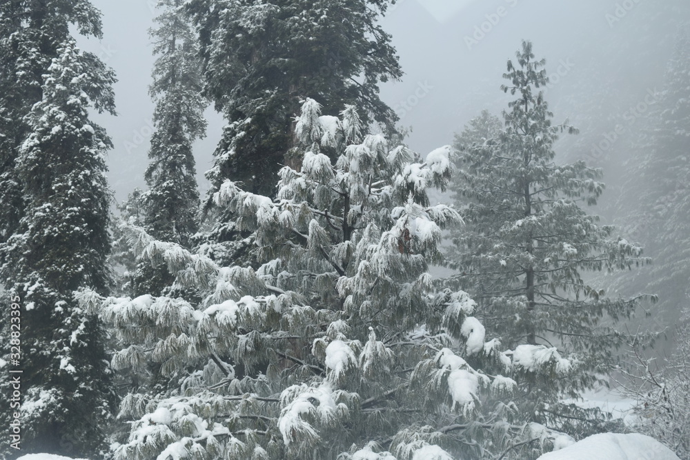 Beautiful view of snow covered trees, mountains and cloudy sky Beautiful view of snow covered trees, mountains and cloudy sky