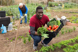 Smiling afro-american man harvesting vegetables in a box