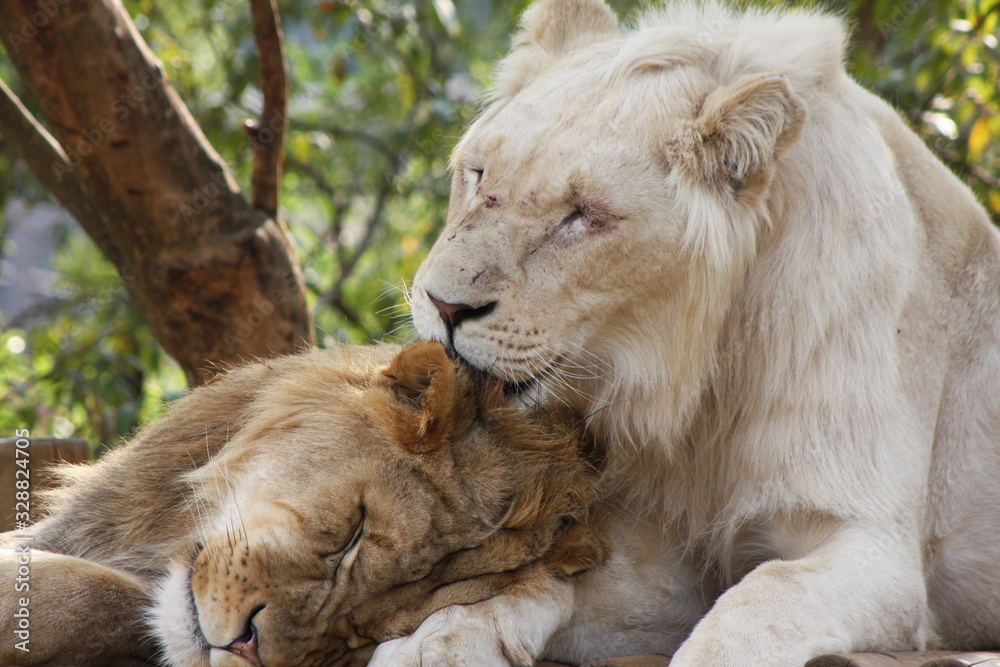 Fototapeta premium Lions