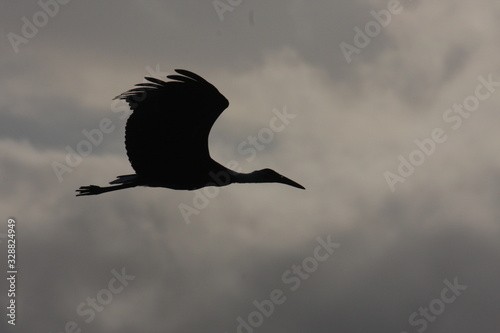 Silhouette of a stork