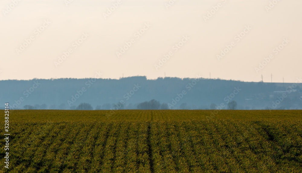 smooth winter crops on the field
