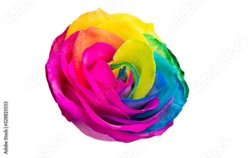 Fototapeta Naklejka Na Ścianę i Meble -  multicolored rose isolated