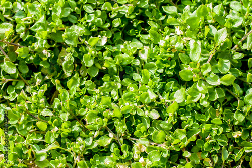 Green ground cover plants close-up on a spring sunny day