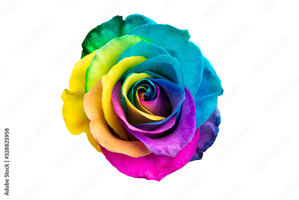 multicolored rose isolated - obrazy, fototapety, plakaty 