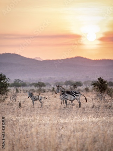 Sunset zebras 