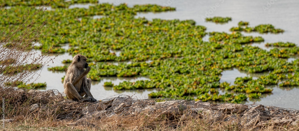 Obraz premium Monkey by the watering hole
