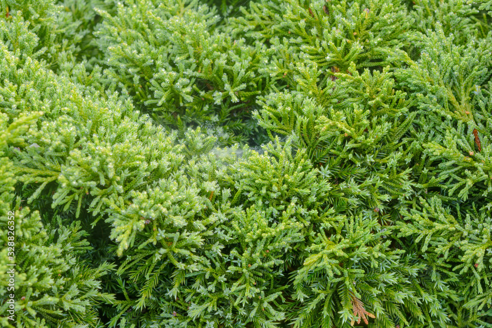 Small pine tree and green leaf background. Nature and outdoor background