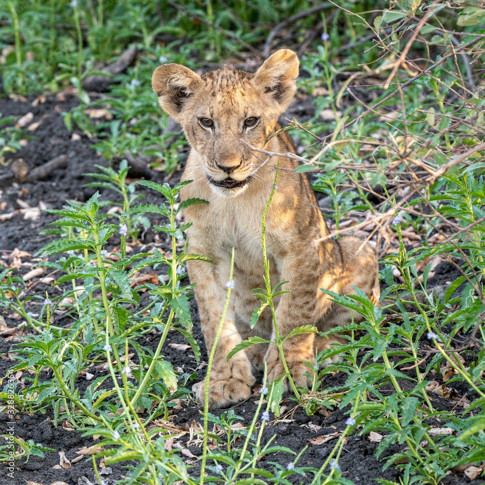 Fototapeta premium Cub