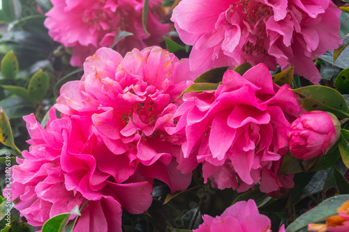 Pink azalea flower blooming in morning time. Nature flower in park and outdoor background