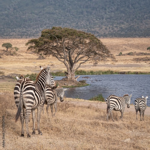 Watering hole