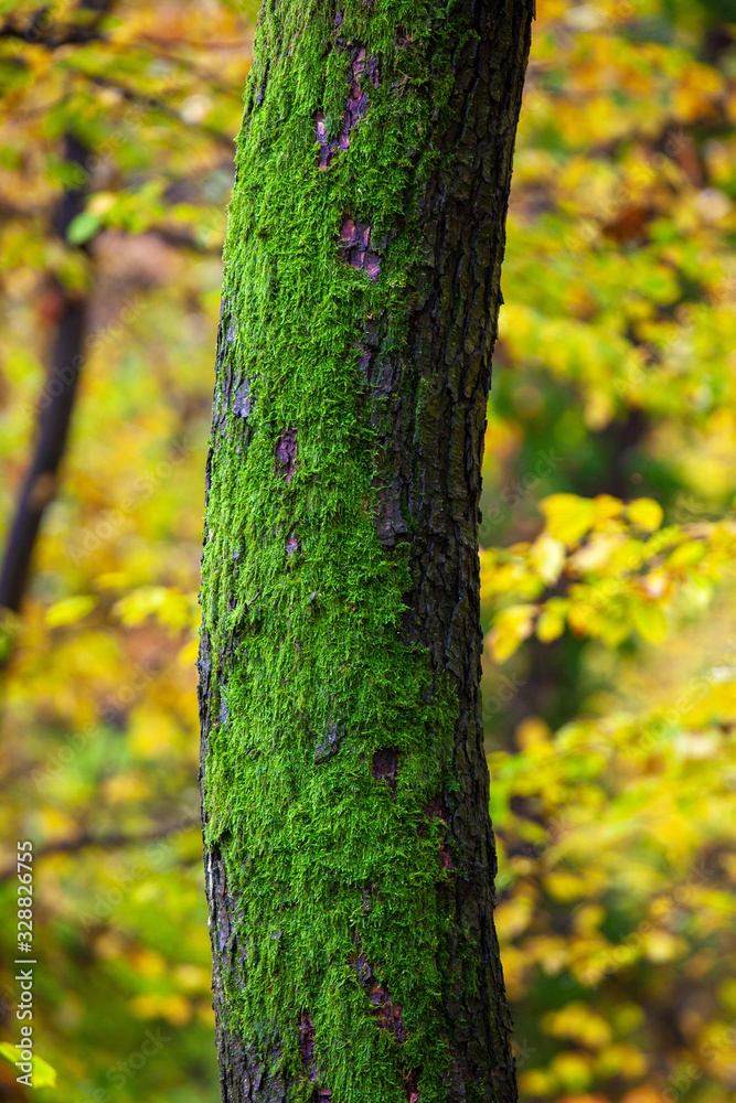 The moss tree in a forest, autumn The moss tree in a forest, autumn