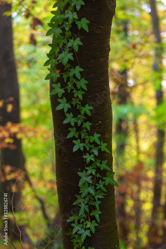 Hedera helix, the common ivy, on a tree in a forest
