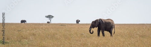 Canvas Print Elephant safari