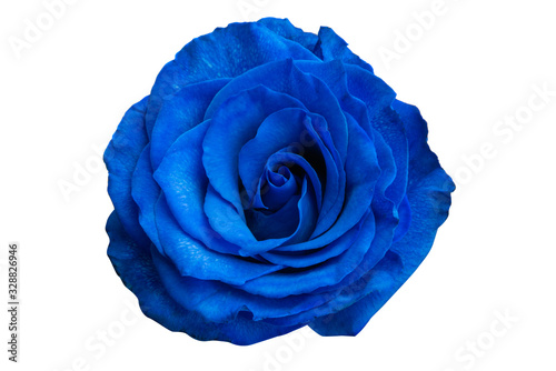 blue rose isolated