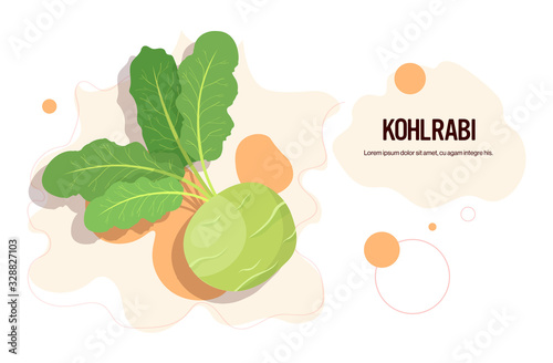 fresh kohlrabi sticker tasty vegetable icon healthy food concept horizontal copy space vector illustration