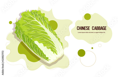 fresh green chinese cabbage sticker tasty vegetable icon healthy food concept horizontal copy space vector illustration