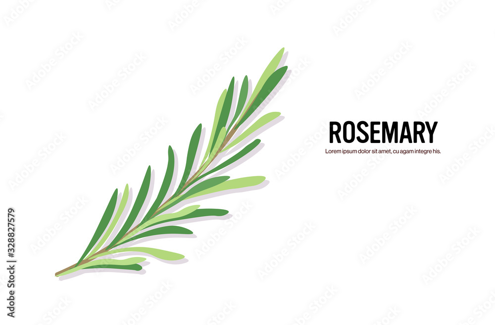 realistic rosemary twig tasty fresh herb green leaves healthy food concept horizontal copy space vector illustration