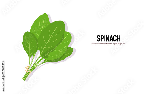 realistic spinach tasty fresh herb green leaves healthy food concept horizontal copy space vector illustration