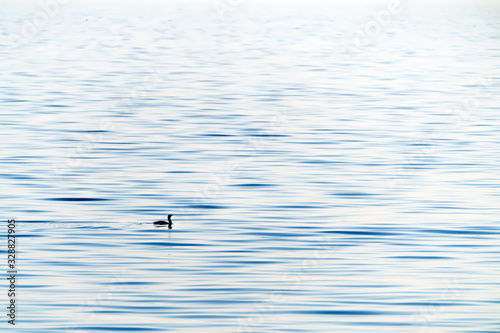 Cormorant is swimming in the sea