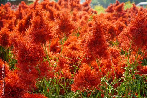 red tall celosia flower field 