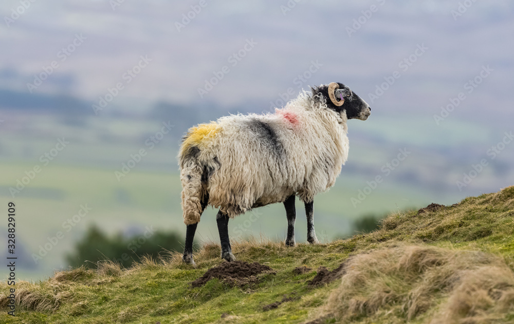Fototapeta premium Swaledale ewe, a female sheep in Springtime, looking out across the Dales in Wensleydale, England, UK. Blurred background. Horizontal. Space for copy.