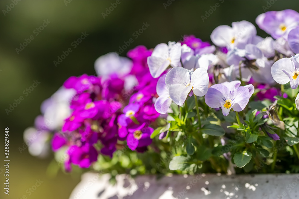 Beautiful viola tricolor purple flowers blooming in flower pot Beautiful viola tricolor purple flowers blooming in flower pot
