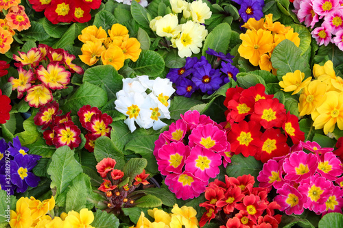 Fototapeta colored primroses in a Dutch nursery