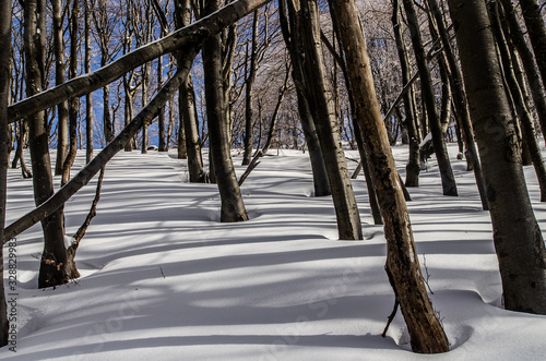 Fototapeta Naklejka Na Ścianę i Meble -  las zimą Bieszczady
